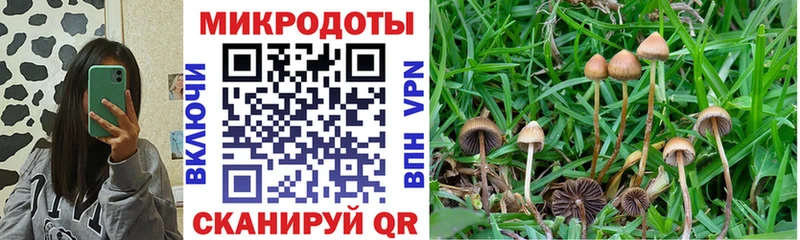 как найти наркотики  Томари  Галлюциногенные грибы Magic Shrooms 
